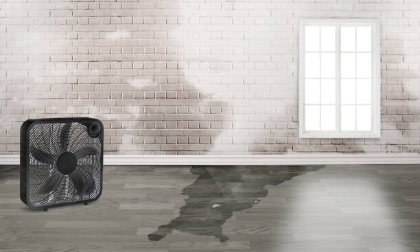 Best Water damage cleanup near me  in Akron, PA